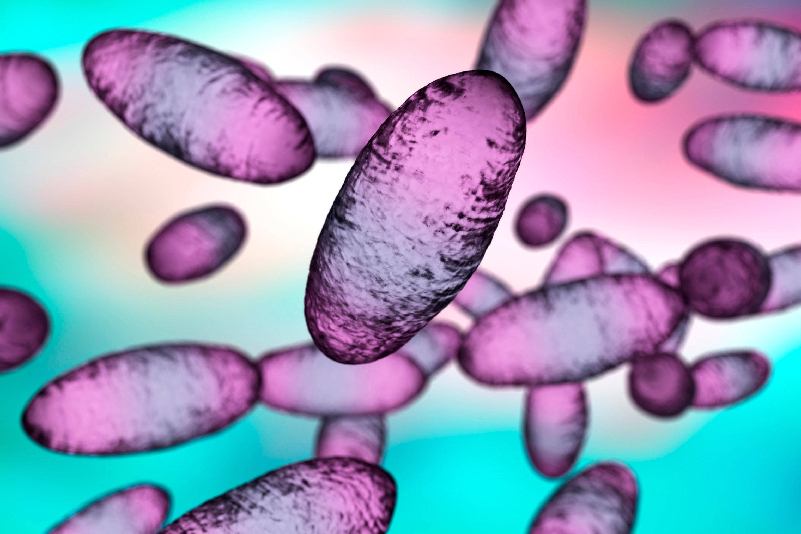 PHOTO: Computer illustration of plague bacteria is seen here in an undated stock photo.