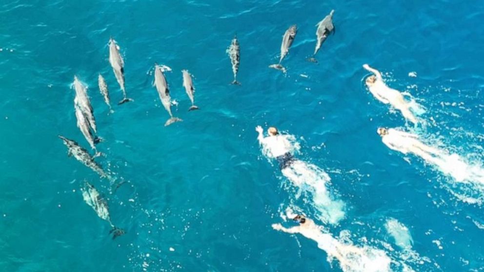 33 Swimmers in Hawaii Face Dolphin Harassment Charges