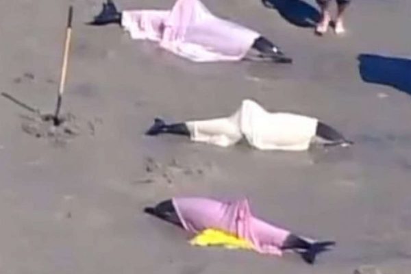 New Jersey beaches witness the death of 8 dolphins after washing ashore