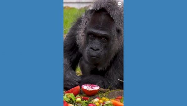 Celebration of the 66th birthday of the world's oldest gorilla captured on video