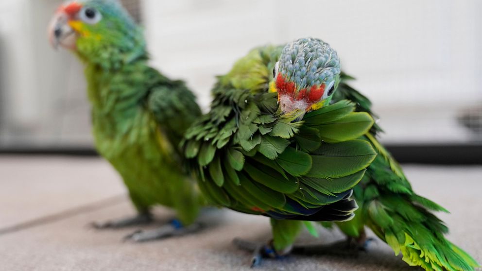 Bag filled with smuggled parrot eggs discovered at airport due to chirping sounds