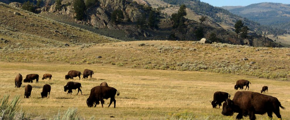 Visitor's actions lead to Yellowstone herd rejecting baby bison, resulting in euthanasia