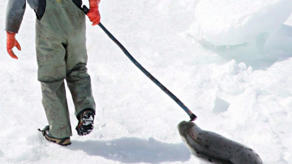 A Canadian Company Admits to Illegally Shipping Prohibited Seal Oil to the United States
