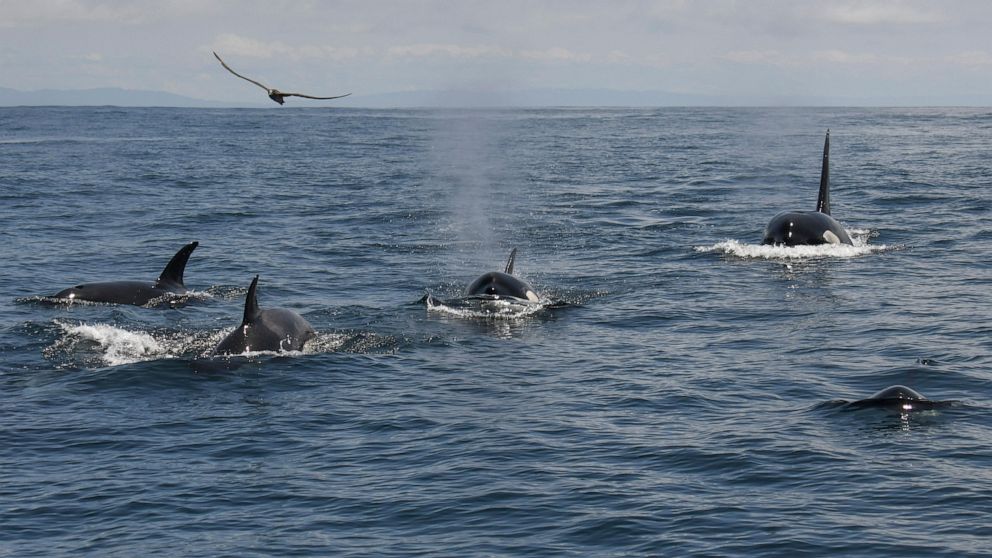 At least 20 killer whales spotted off San Francisco in rare orca sighting during tour