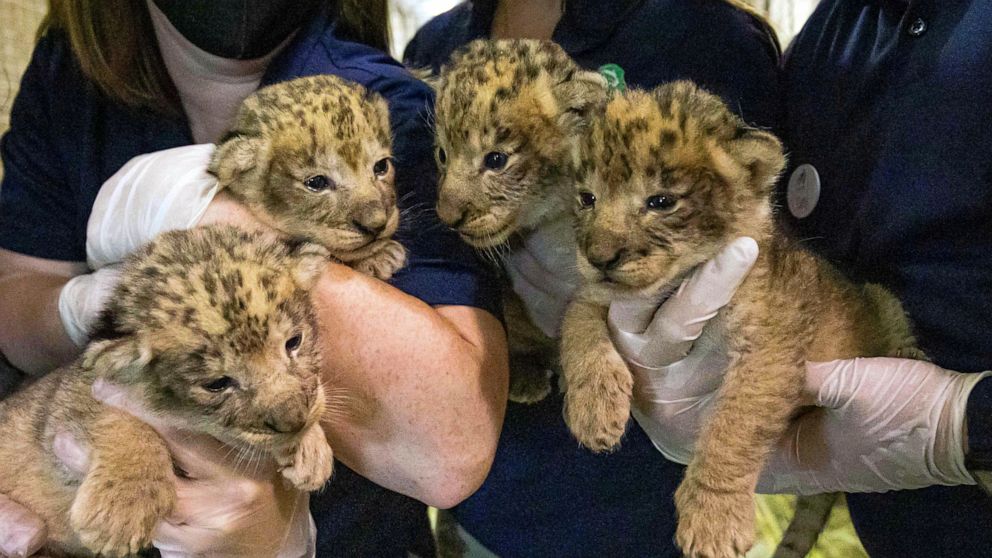 Buffalo Zoo welcomes 4 new cubs to African lion pride