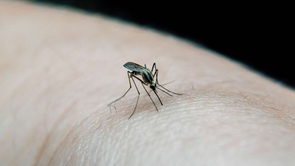 Health Officials Report 5 Cases of Malaria in the United States