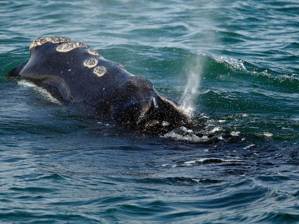 Proposal to Prevent US Agency from Slowing Boats to Protect Endangered Whales by Georgia Congressman