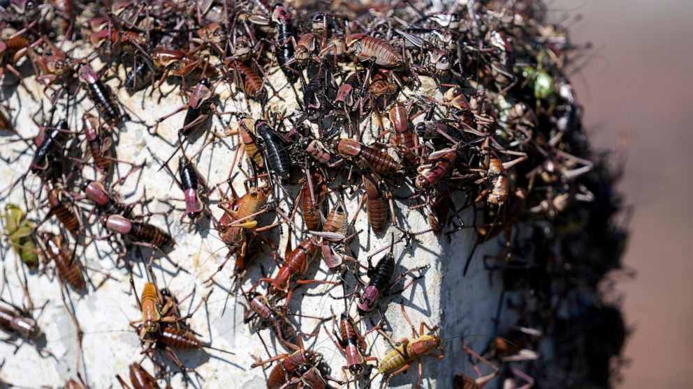 Residents of a Nevada town use brooms, leaf blowers, and snow plows to combat invasion of blood-red crickets.