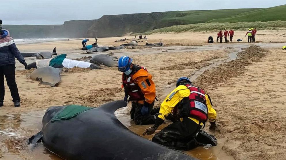 55 Pilot Whales Found Stranded on Scottish Beach Tragically Perish