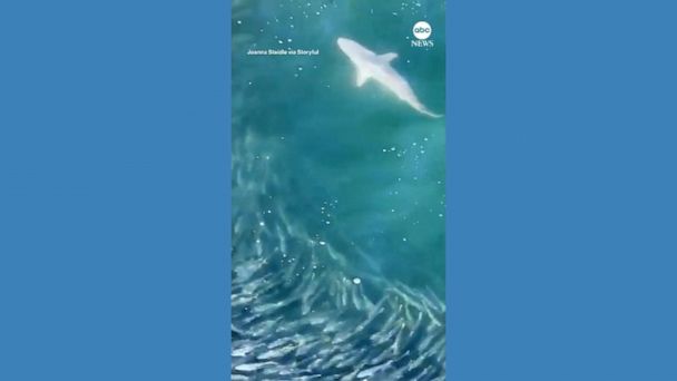 A Fascinating Encounter: Video Captures Shark Hunting a School of Fish off Long Island