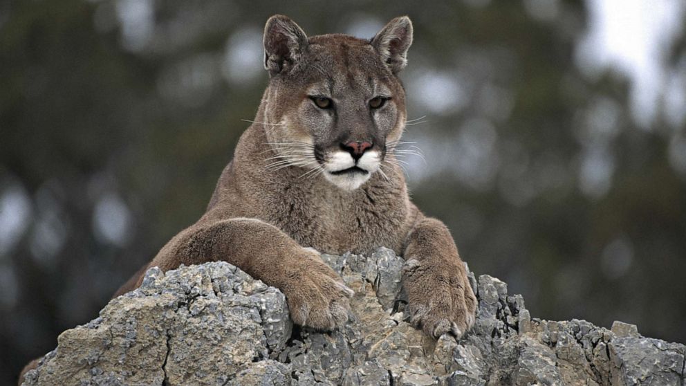 Closure of Washington’s Olympic National Park follows cougar attack on 8-year-old