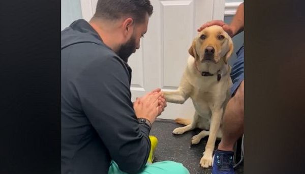 Injured Dog's Viral Video Captures Heartwarming Journey of Trust with Vet