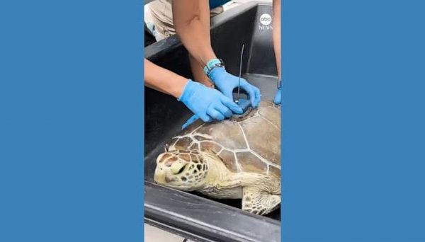 Rehabilitated Sea Turtle Released to Participate in Tour de Turtles