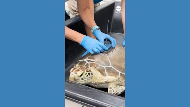 Rehabilitated Sea Turtle Released to Participate in Tour de Turtles