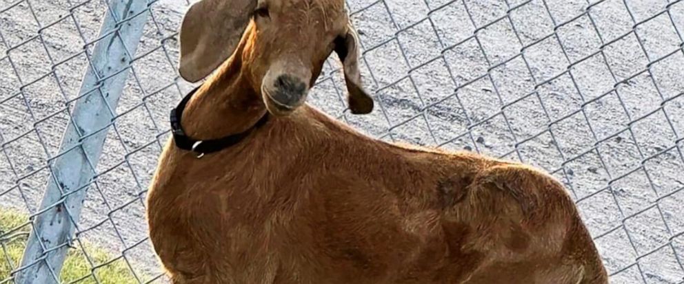 Residents of a small rural county unite in a determined search for a missing Texas rodeo goat