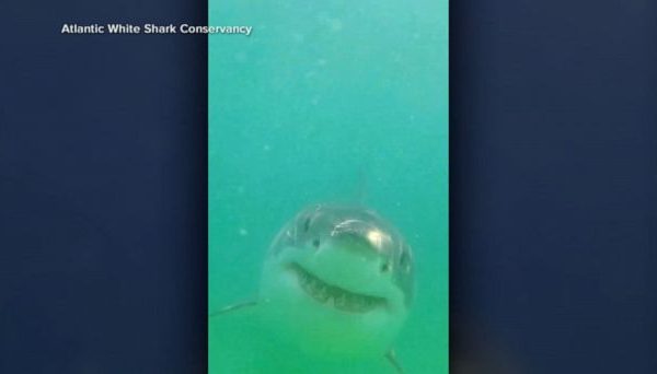 Study Reveals Cape Cod's Video Waters as One of the World's Largest Shark Hotspots