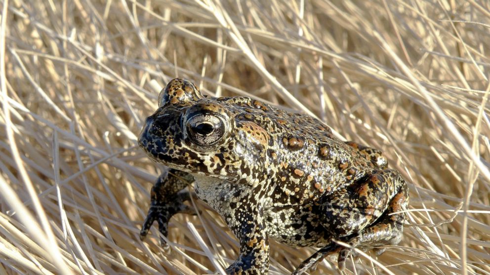 US Government to Reinitiate Evaluation of Nevada Geothermal Plant in Proximity to Endangered Toad Amid Ongoing Legal Dispute