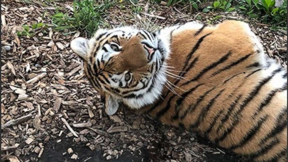 Amur tiger, a critically endangered species, tragically passes away in an unexpected incident while preparing for dental procedure at the zoo