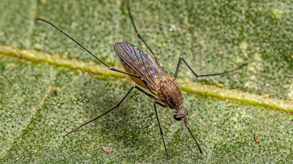 Detection of 2 Cases, Including 1 Fatality, of Rare Mosquito-Borne Disease EEE in Alabama