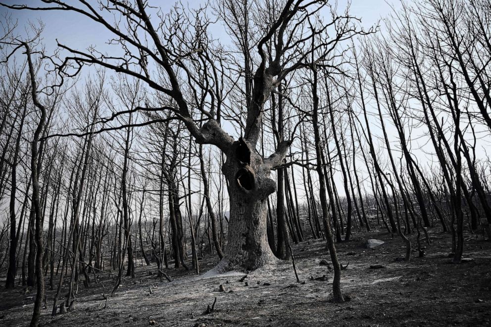 Greece Raises Alarm on 'Arsonist Scum' in Light of Lethal Wildfires