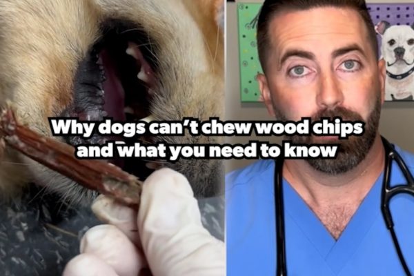 Learn how a Video Vet successfully removes a wood chip stuck in a golden retriever's mouth