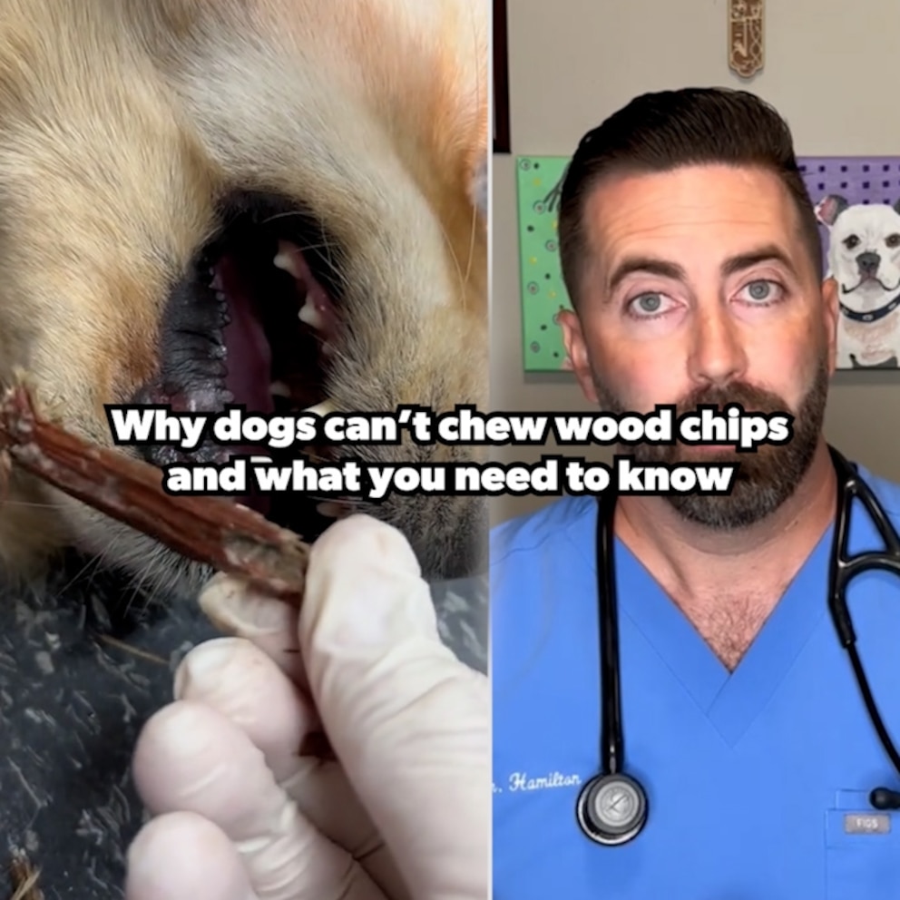 Learn how a Video Vet successfully removes a wood chip stuck in a golden retriever's mouth