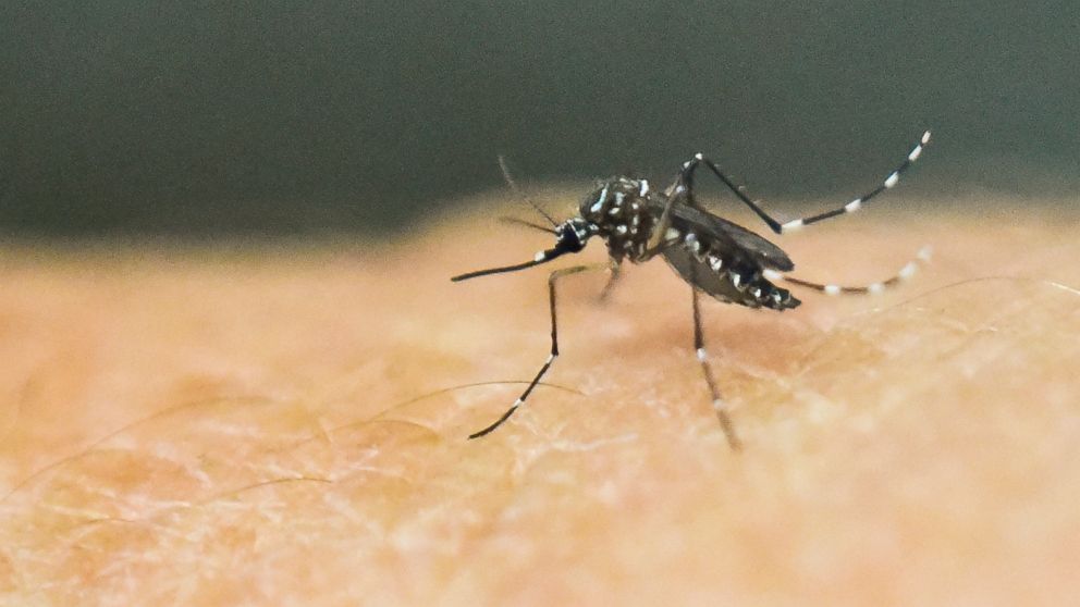 Officials report 4 additional cases of locally acquired dengue in Florida as virus persists in spreading