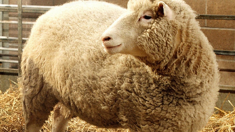 Ian Wilmut, the British scientist renowned for his leadership in cloning Dolly the Sheep, passes away at the age of 79