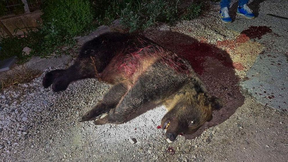 Local Minister and Community Express Outrage as Brown Bear is Fatally Shot with a Rifle, Leaving Two Cubs Without a Mother in Italy