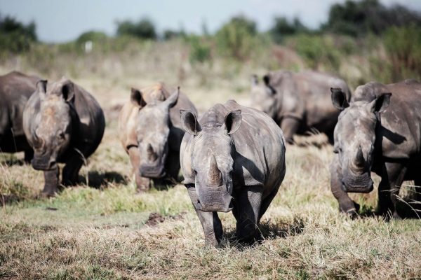 South African Conservation NGO Plans to Introduce 2,000 Rhinos Back into the Wild