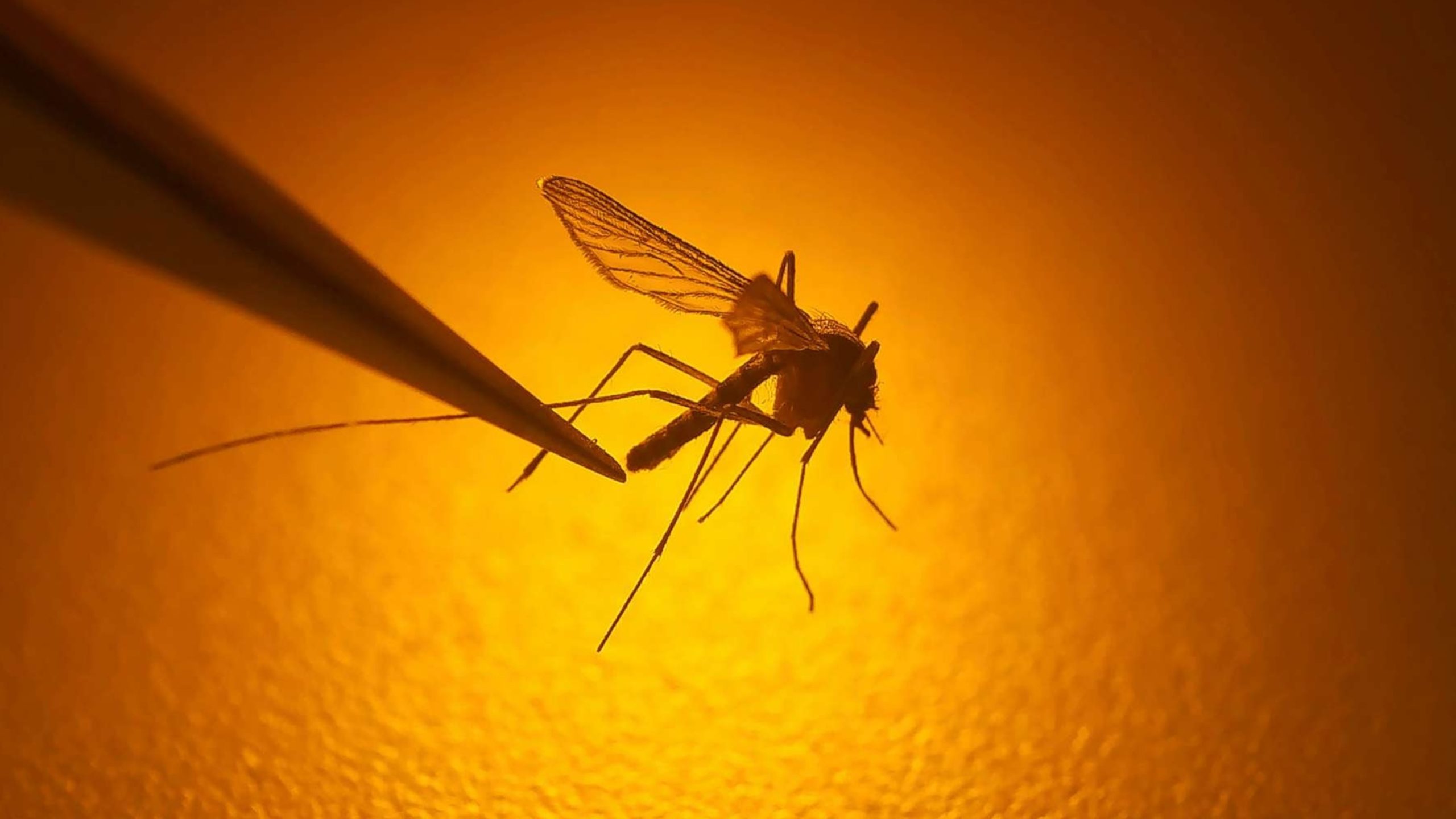 States Issue West Nile Virus Alerts Following Detection of Cases in Residents