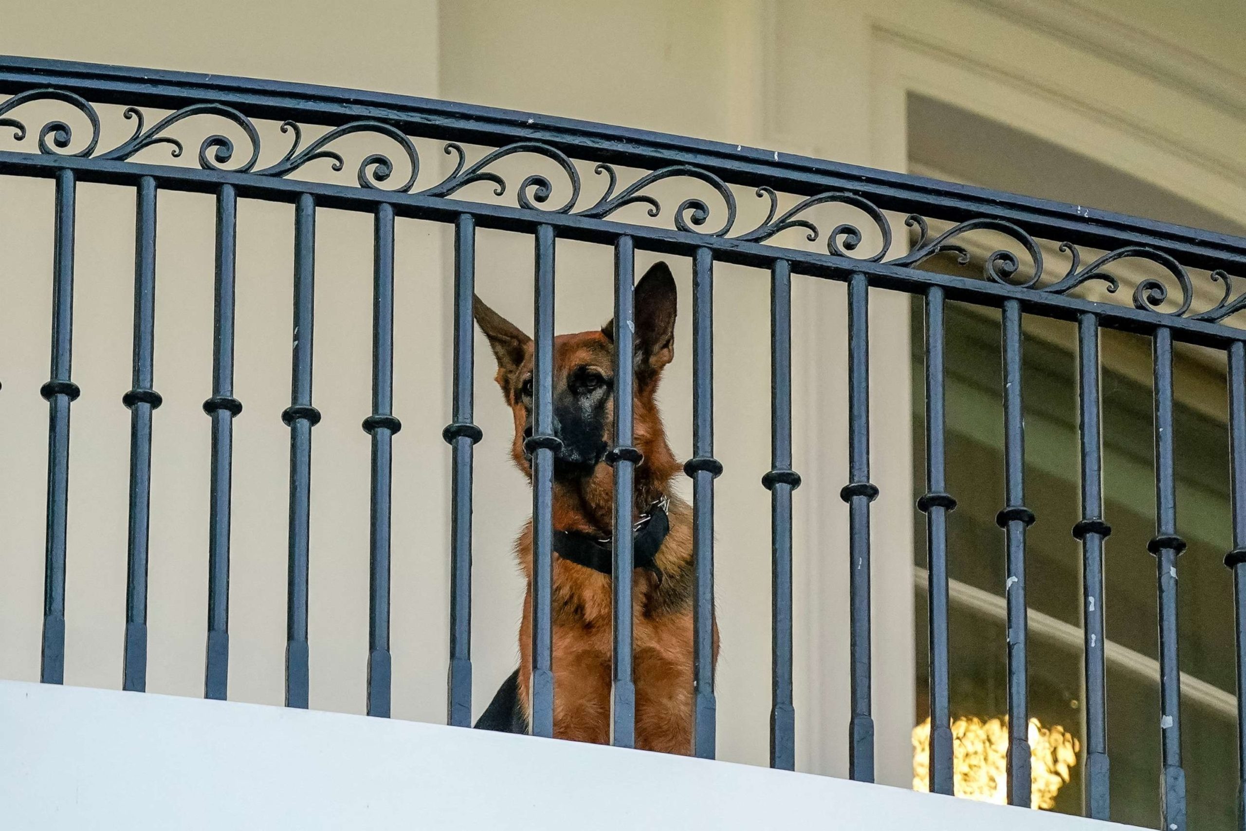 Commander, Bidens' dog, removed from White House following multiple biting incidents