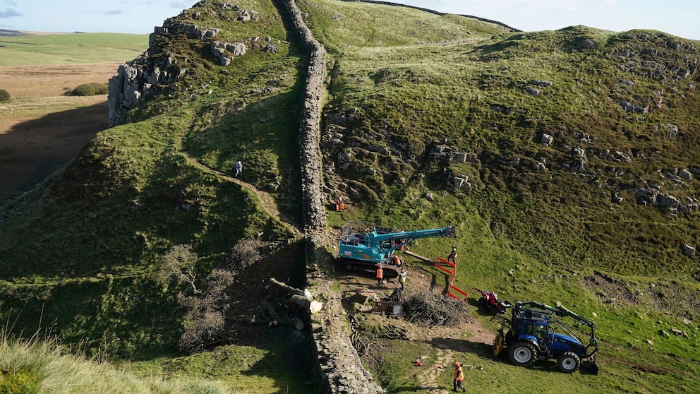 Historic Tree in England Cut in Act of Vandalism; Crane Deployed for Removal