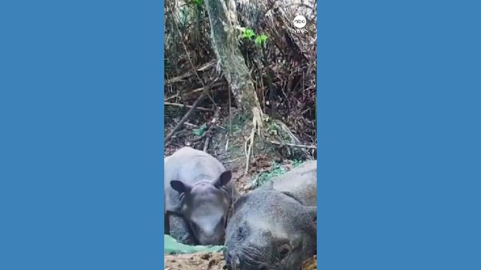 Rare 8-month-old Javan rhino captured on video