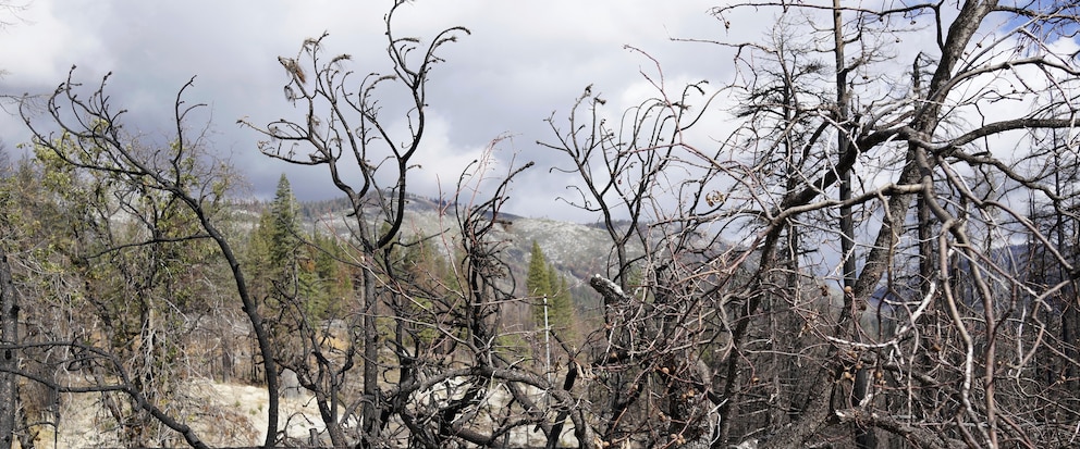 The Threats of Fire and Other Ravages to California's Valuable Forests