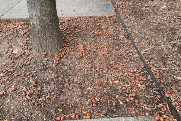 Understanding the Abundance of Acorns This Fall: Exploring the Concept of 'Mast' Years