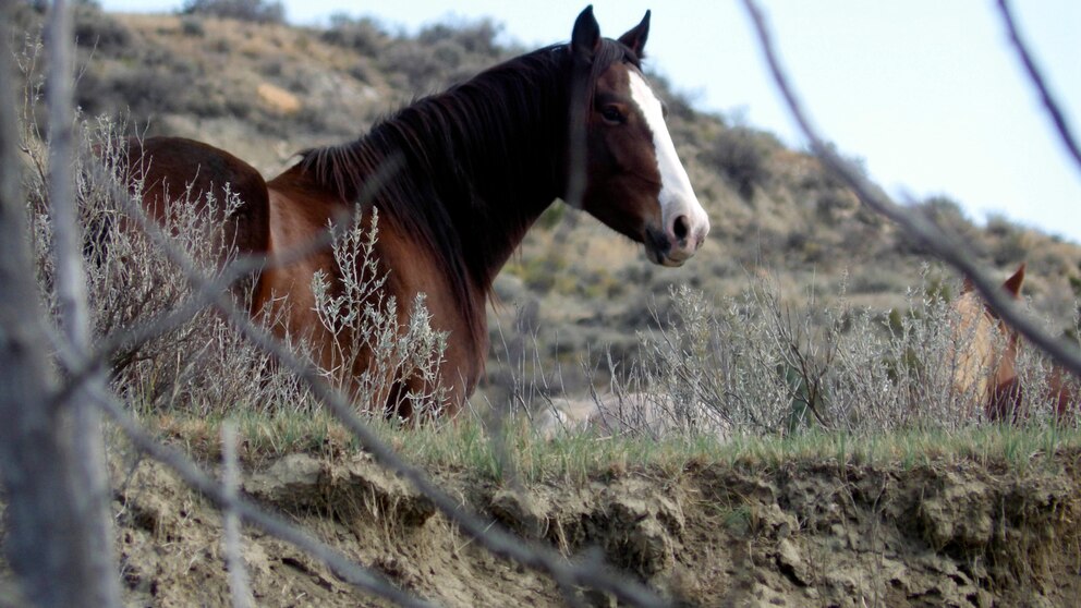 Anticipated Decision on the Future of Wild Horses in a North Dakota National Park in 2022