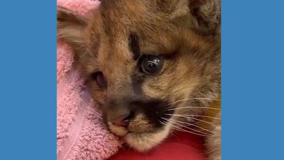 Rescue of Orphaned Mountain Lion Cubs Captured on Video in California