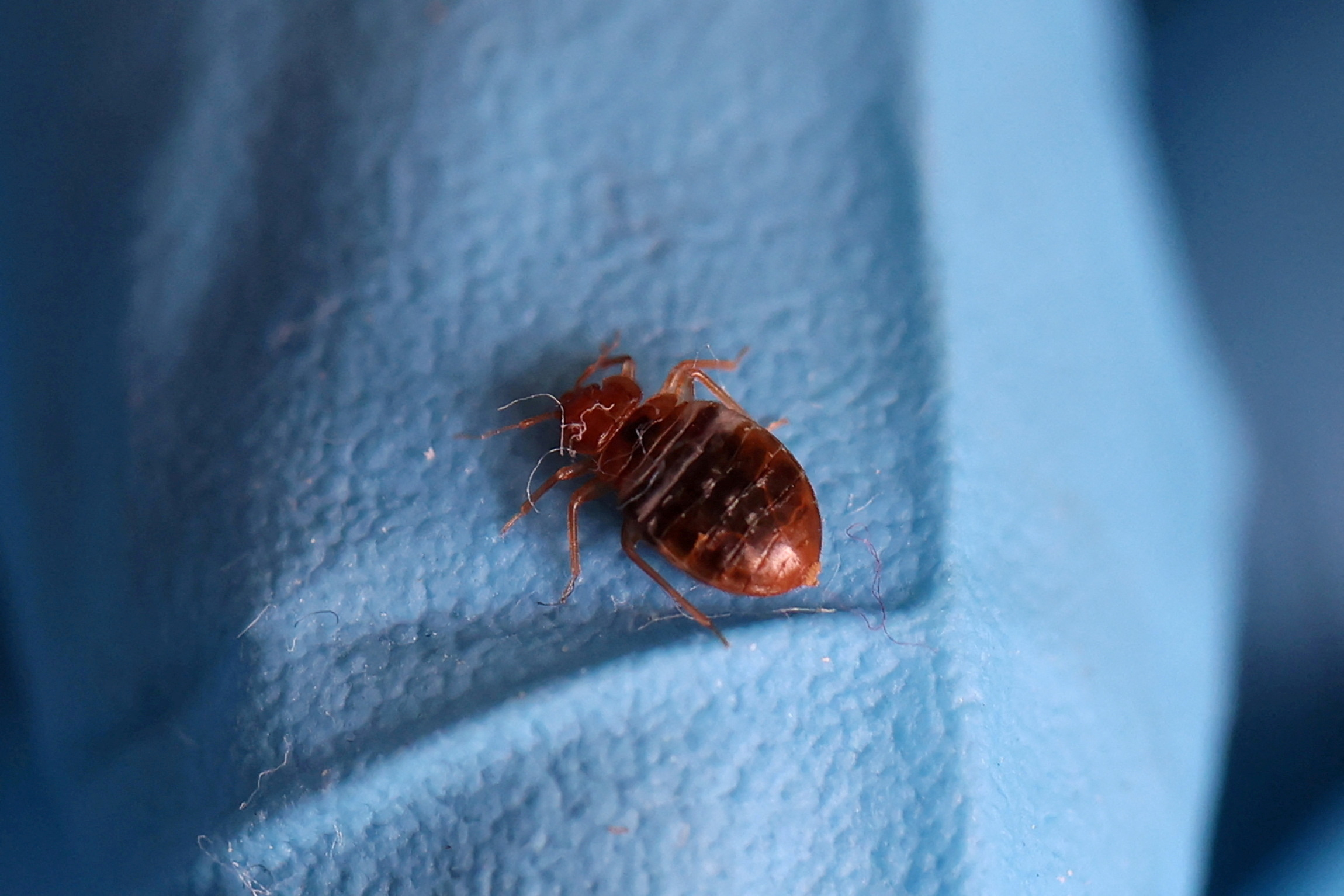 South Korea successfully tackles a severe bedbug infestation like never before