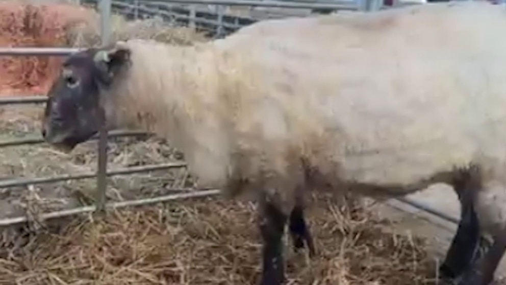 The Story of Video Britain's 'Loneliest Sheep' Finding a New Forever Home