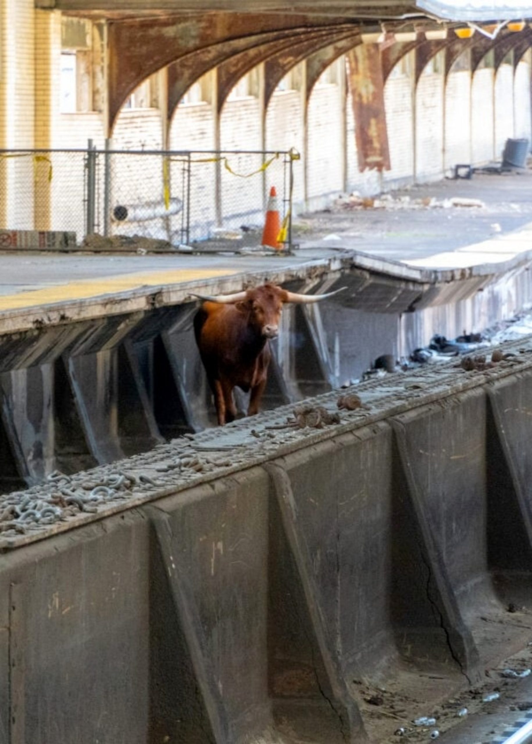 Bull Escapes and Causes Disruption at Newark Penn Station, Successfully Captured