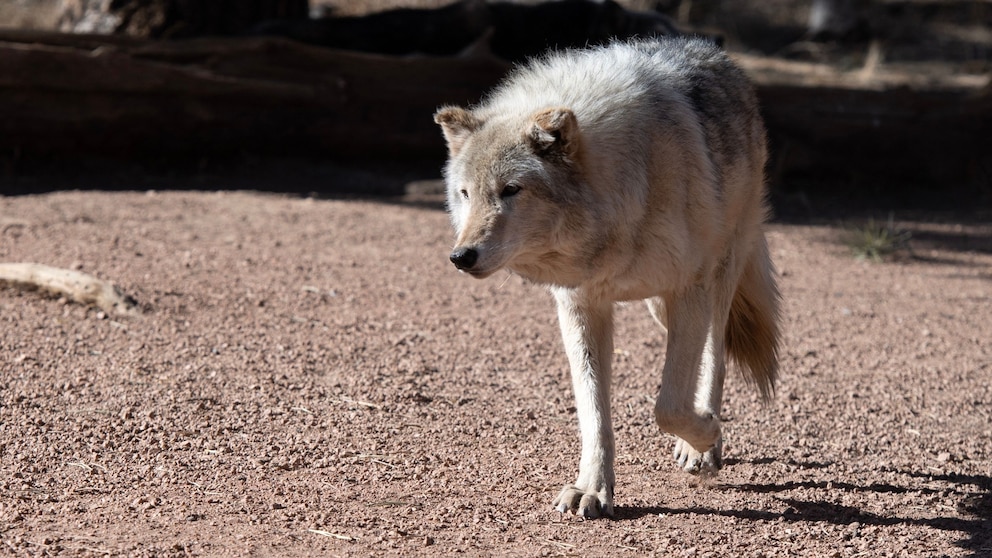 Colorado's reintroduction effort sees the release of 5 more gray wolves