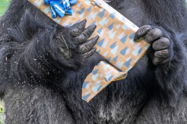 Disney's Animal Kingdom features video gorillas opening festive gifts for the holidays