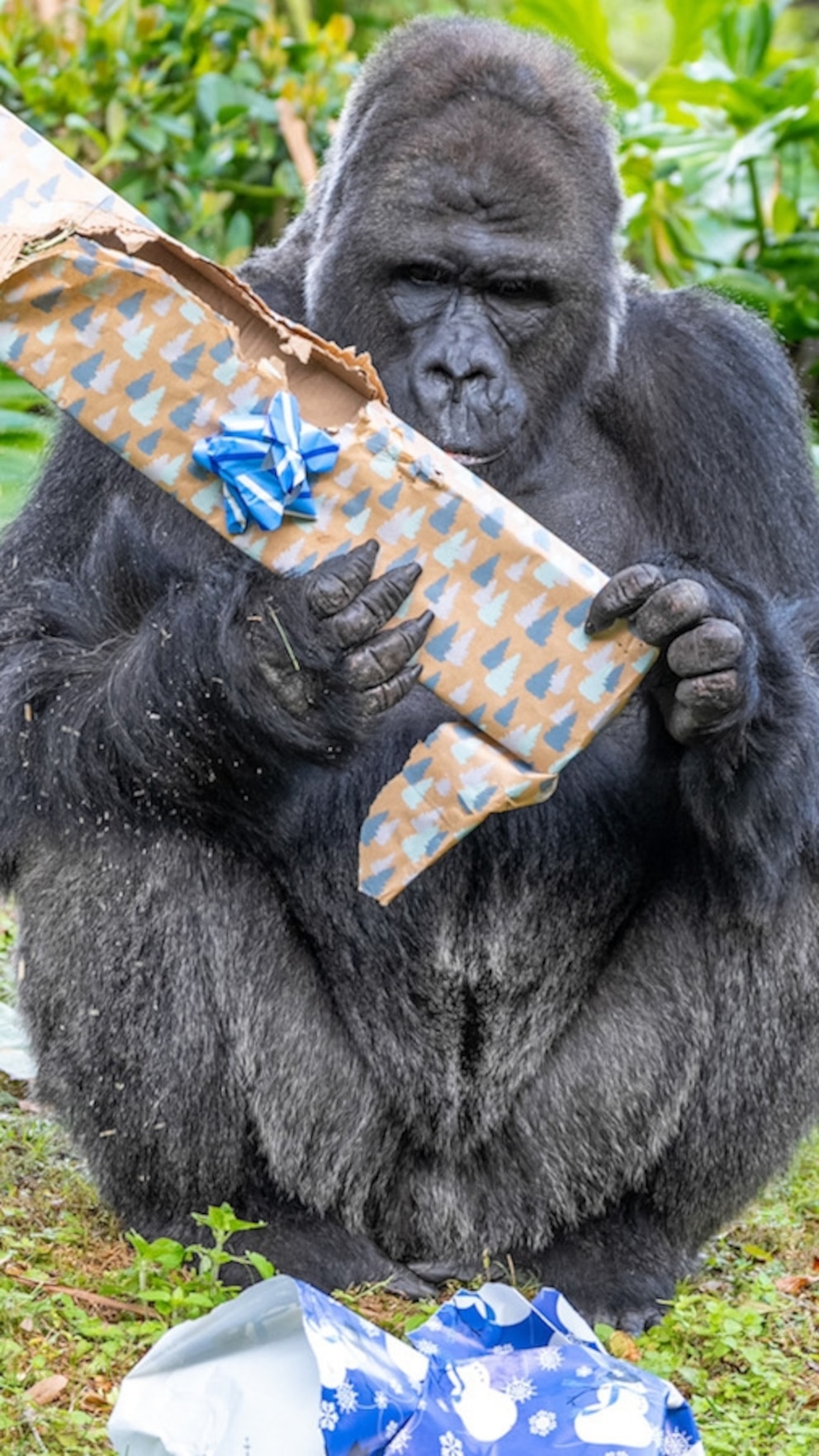 Disney's Animal Kingdom features video gorillas opening festive gifts for the holidays
