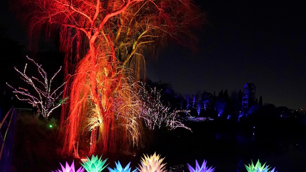 Experience the Enchanting Illumination of Tunnels, Lilies, and Art at Chicago Botanic Garden