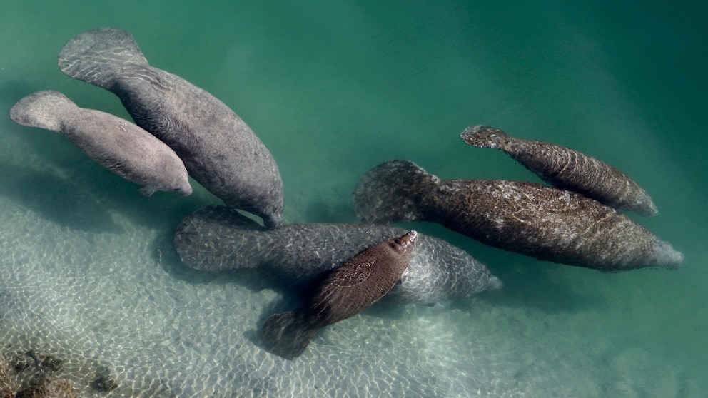 Florida's Manatee Winter Feeding Program Ceases as Seagrass Conditions Show Improvement