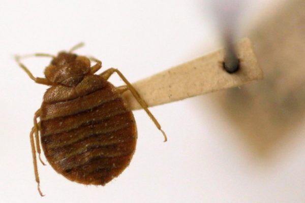 Greek Police Investigate Targeting of Foreign Visitors in Athens by Bedbug Hoax