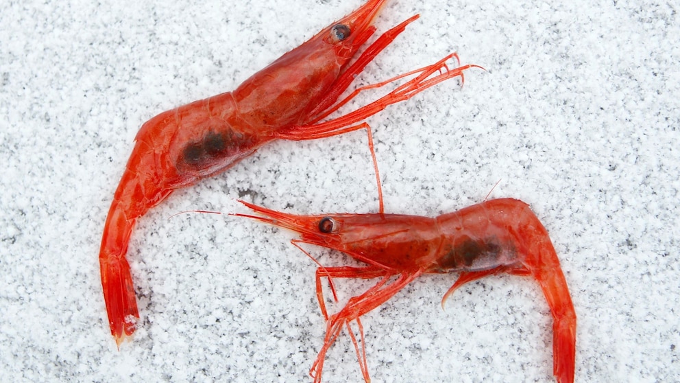 Indefinite Closure of New England's Long-standing Shrimp Fishery Due to Climate Change