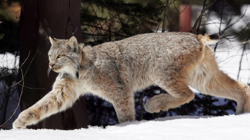 US proposes plan to mitigate habitat loss for Canada lynx due to climate change