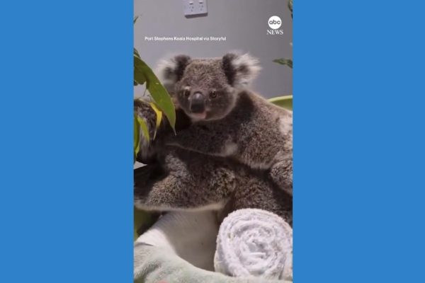 Koalas Show Remarkable Recovery in Video After Car Accidents